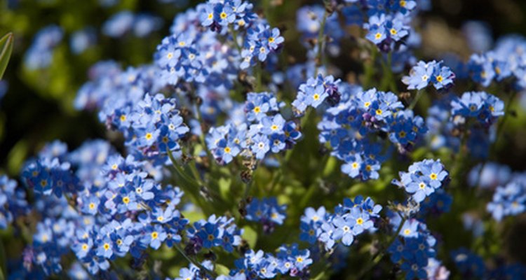Lista de arbustos con flores azules |