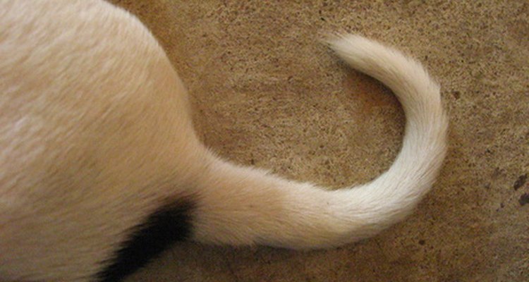 Um corrimento transparente é normal para uma cadela saudável