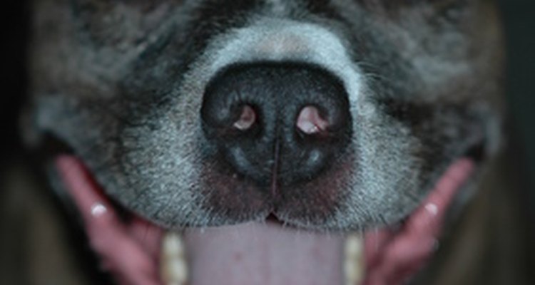 Um cachorro precisa que você verifique se ele tem problemas dentais