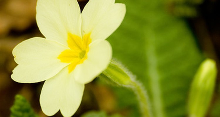 Yellow primrose flower