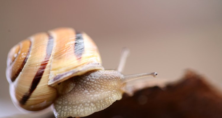 Los caracoles controlan las algas en tu acuario de betas.