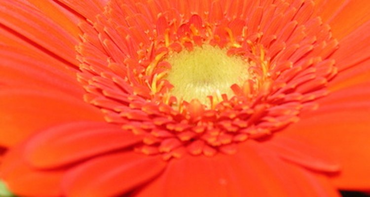Zinnia