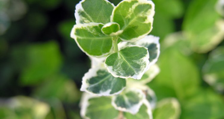 Variegated ivy provides a green background.