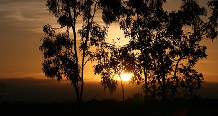 Australia imports four per cent of the world's cashews.