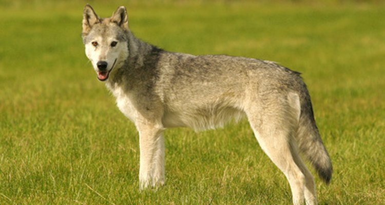 A altura de um lobo cinzento varia de 65 a 95 cm, contando a partir da pata até os ombros