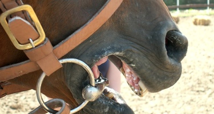 A lunge line can be used with a snaffle bit and bridle.