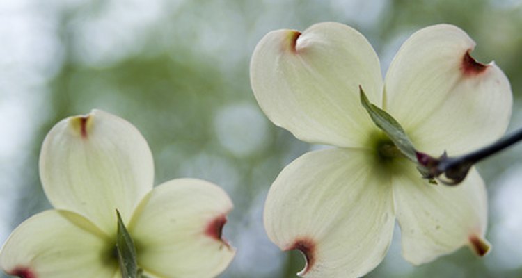 Add four petals to each leaf.