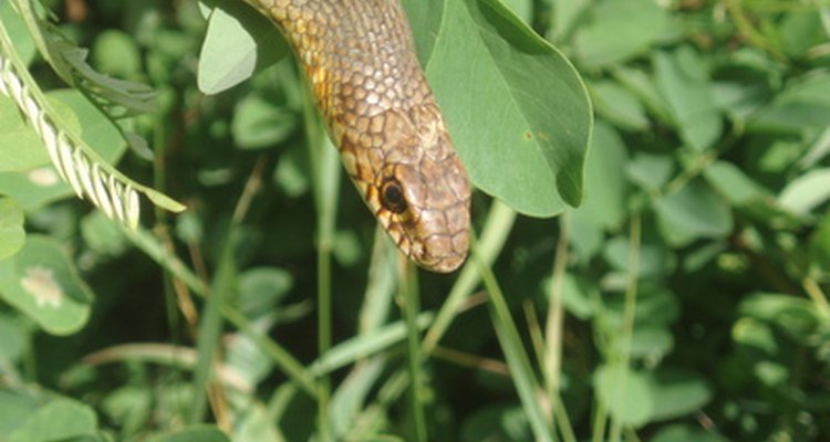 La serpiente de hierba come una variedad de alimentos para crecer y mantenerse sana.