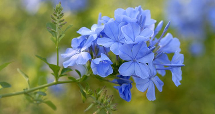 Plumbago grows well in containers or in the garden.