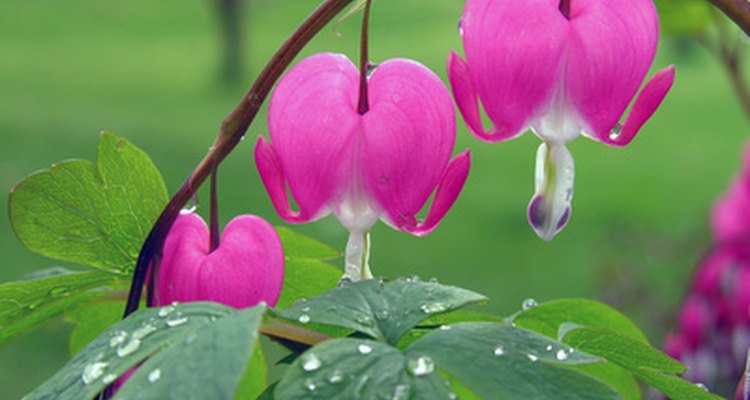 Delicate hearts offer nectar that hummingbirds cannot resist.