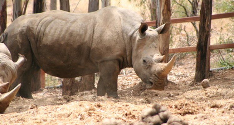 Los rinocerontes están en el borde de la extinción debido principalmente a la caza furtiva.