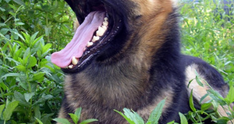 A coughing canine may indicate a serious problem.