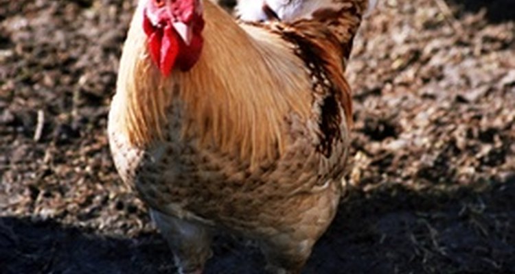 La diarrea de los pollos puede ser peligrosa y alarmante.