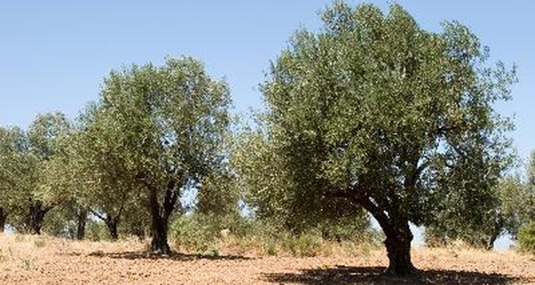 my-olive-tree-has-yellow-leaves