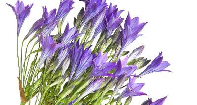 Brodiaea produce clusters of bell-shaped flowers during spring and summer.
