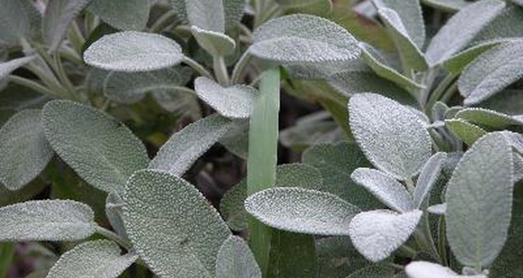 The grey-green leaves of Salvia officianalis