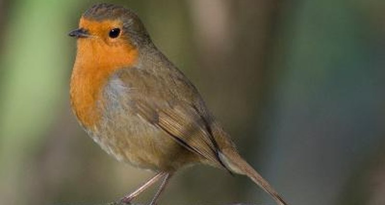 Only adult robins have a bright red breast.