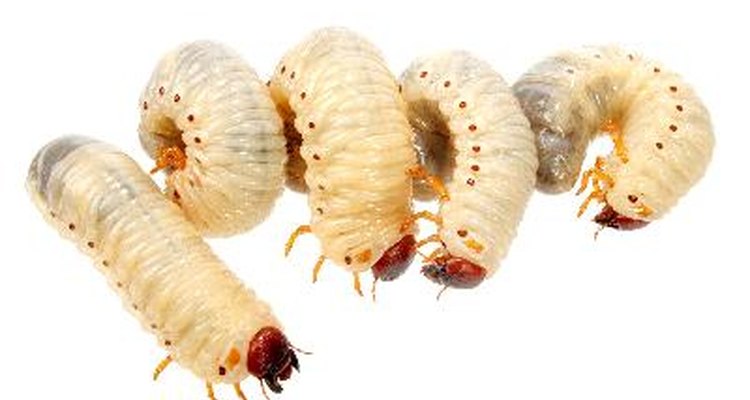 Many worm-like bugs found in homes are really insect larvae.