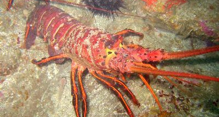 Aunque son atrapadas en diferentes costas, las langostas de Maine y las canadienses son en realidad la misma especie de langosta americana.