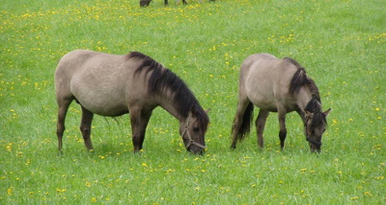 Os cavalos retiram a maior parte de sua nutrição no pasto