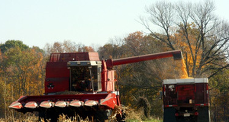 Los camiones de grano transportan la cosecha de los campos a las unidades de almacenamiento.