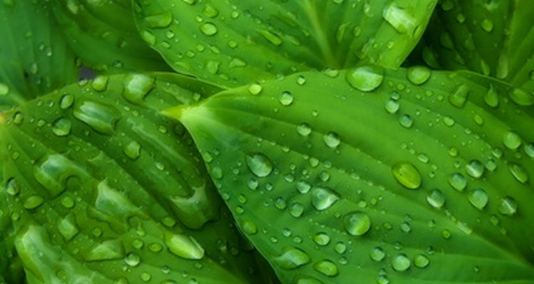 Hosta plants thrive in full to part shade.