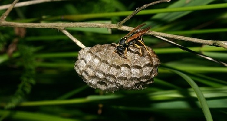 Wasps form horizontal, paper nests.