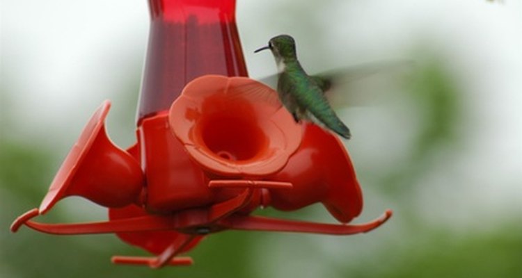 Atrae a los colibríes machos y hembras con comederos para pájaros.