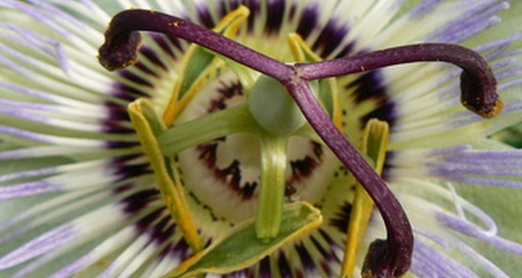 Passion flower is exotic looking and easy to grow.
