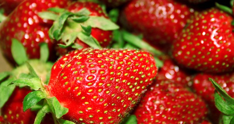 Las plantas de fresa se dan bien en un ambiente de invernadero controlado.