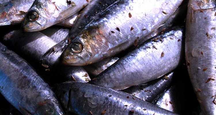Sardinhas são iscas bastante úteis na pesca