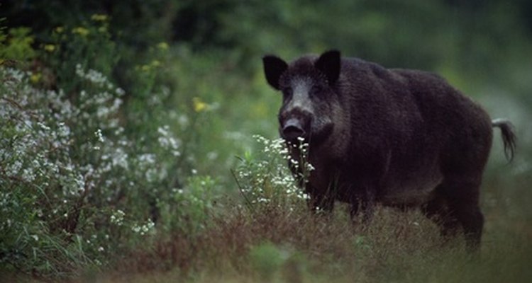 Enquanto apenas os suínos machos domesticados são conhecidos como porcos, o termo também é usado para descrever qualquer porco selvagem
