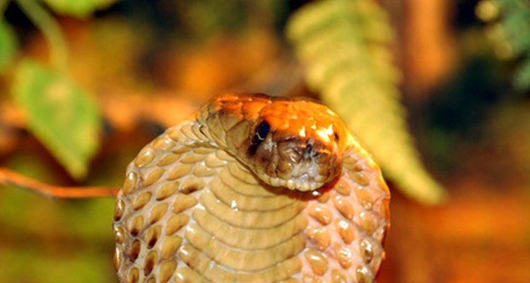 Las cobras se encuentran en las junglas y desiertos de Asia, África y Australia.
