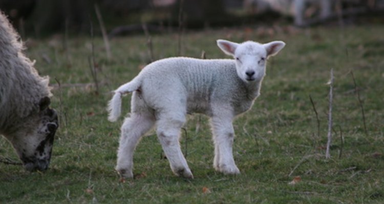 How To Make Sheep Ears