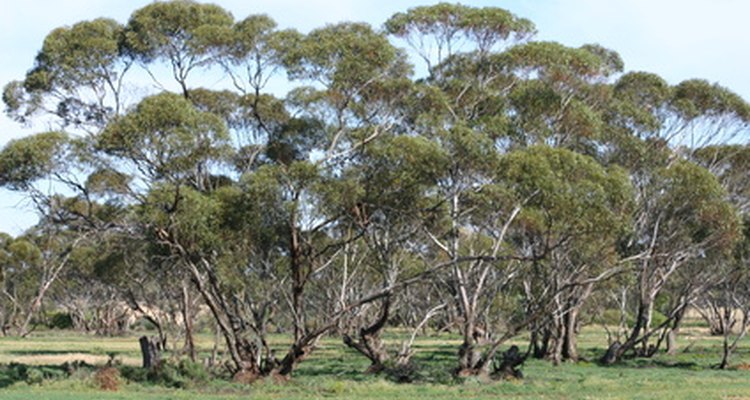 Eucalyptus trees reproduce in several ways.