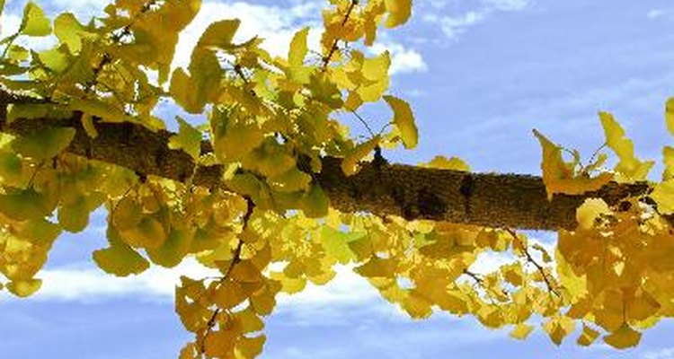 O gingko biloba aumenta a atividade dopaminérgica.