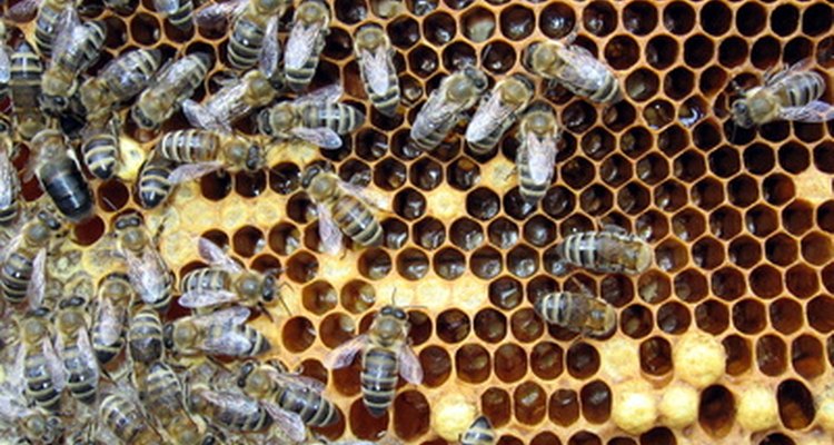 As abelhas são sociais e vivem em uma comunidade organizada