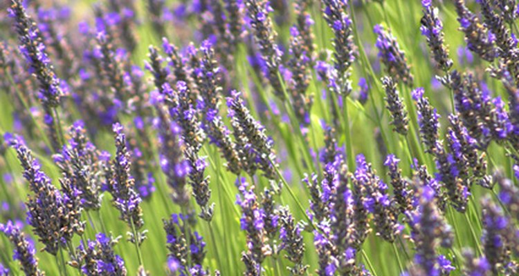 Las flores de la lavanda tienen una fragancia dulce característica.