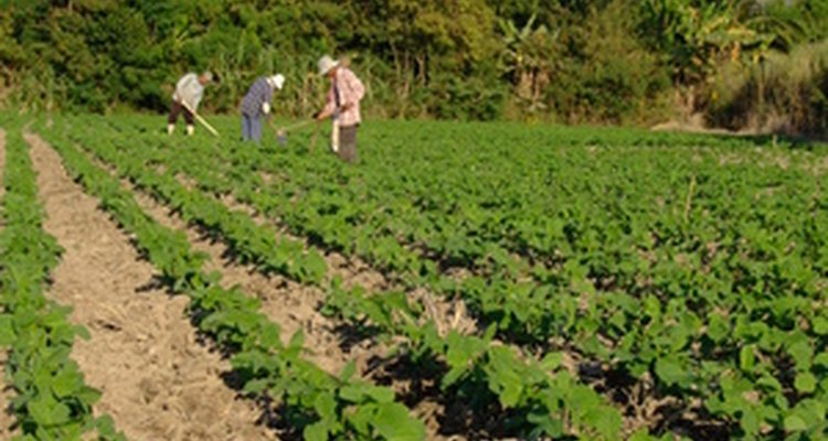 Farm life has more differences than similarities to city life.