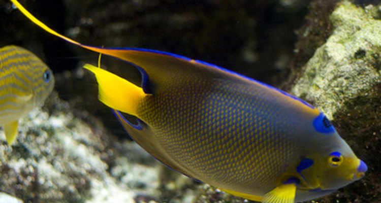 The Fluval 303 can be used in both marine and fresh water aquariums.