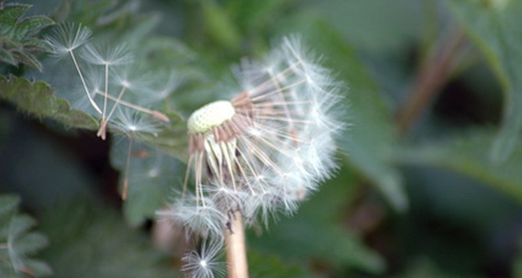 As sementes de uma flor dente-de-leão voam pelo ar quando sopradas