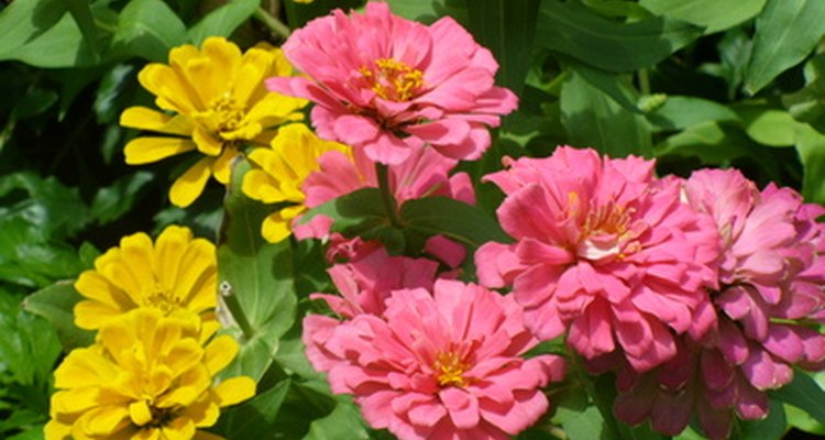 Las zinias producen abundantes flores aún en el intenso calor del verano.