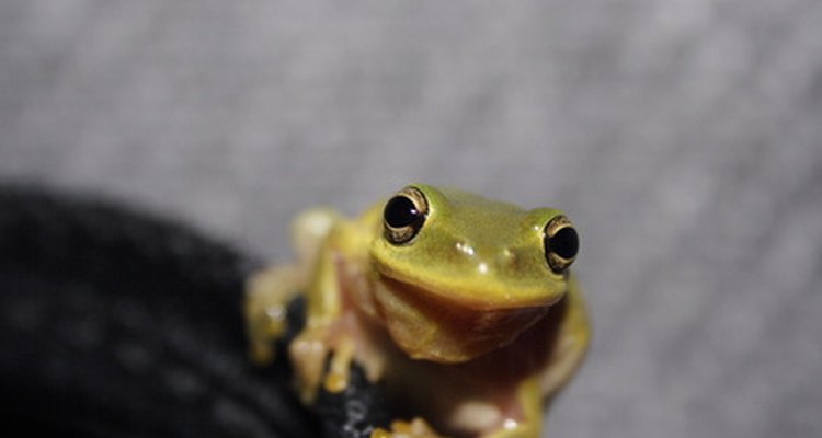 Tadpoles look very different from the frogs they will become.