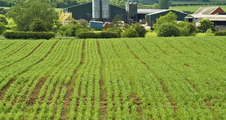 Orthene is an insecticide used on crops.