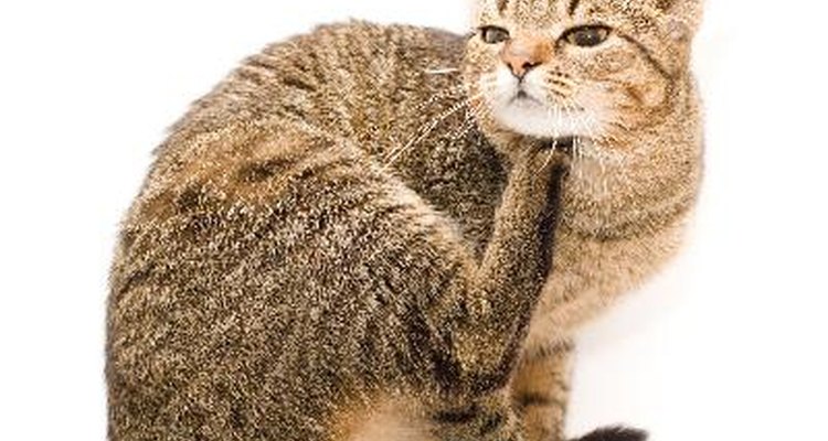 As pulgas são uma ameaça à saúde de seu gato e de sua própria família