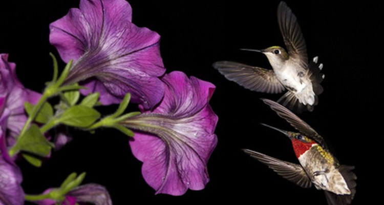 Hummingbirds help rainforest flowers grown by spreading pollen as they feed.