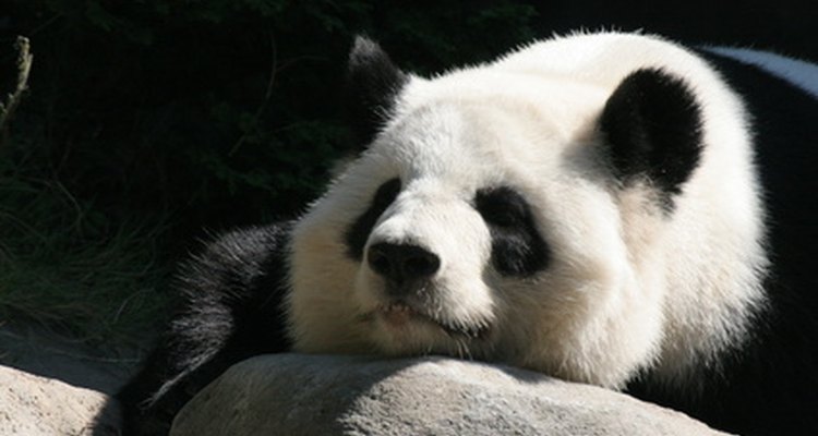 Giant pandas live near the Yangtze River.