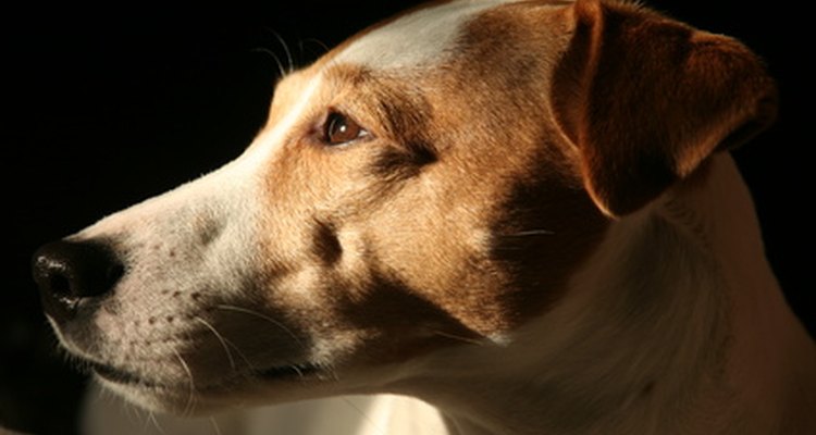Los perros pueden perder su seguridad buscando a sus dueños para atención y cuidado constante.