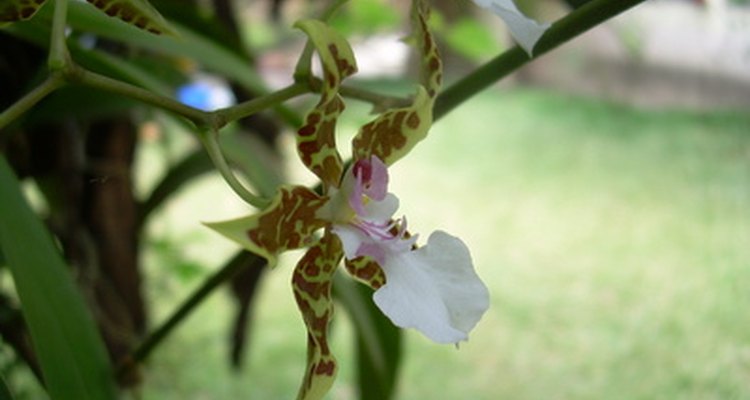 La orquídea oncidium creciendo afuera en condiciones tropicales.