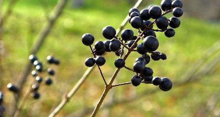 Los arándanos son ricos en antioxidantes y son deliciosos solos o con otros alimentos como cereales, panqueques o yogur.